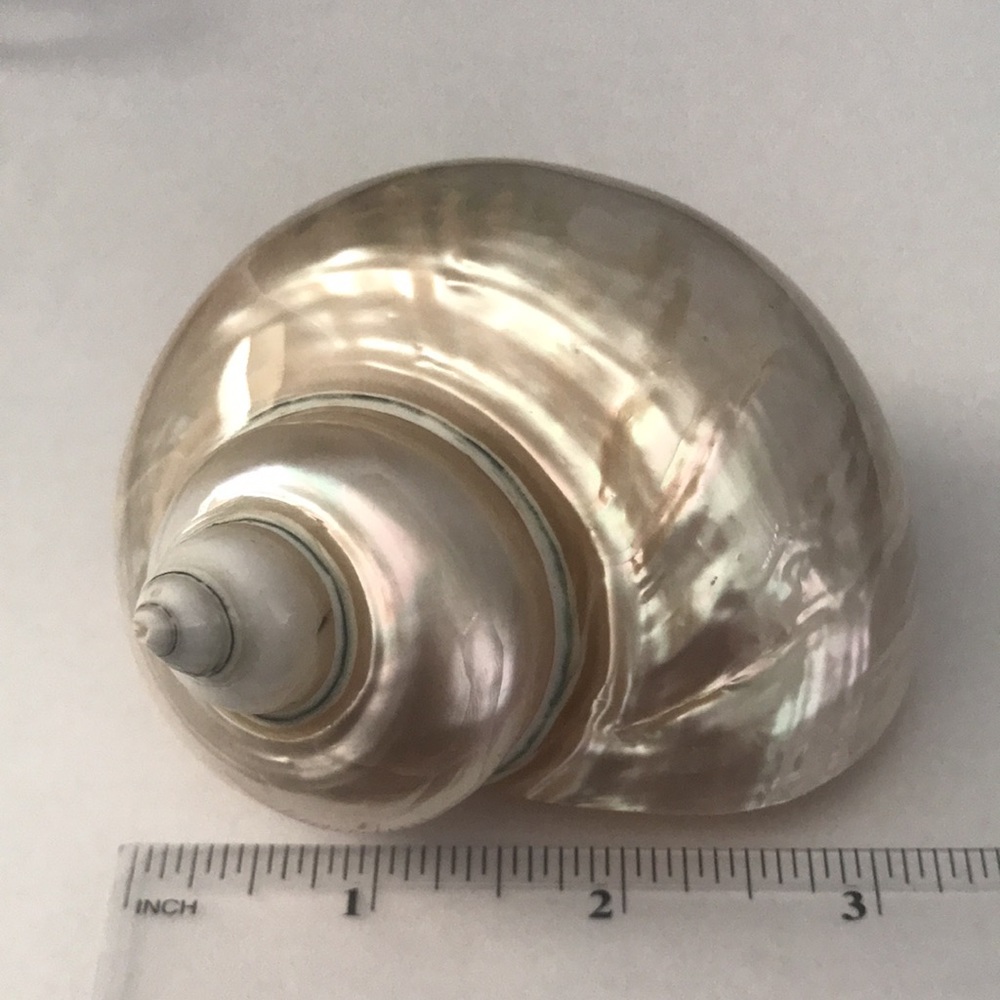 Jade Turbo Seashell - Picture 7 of 10